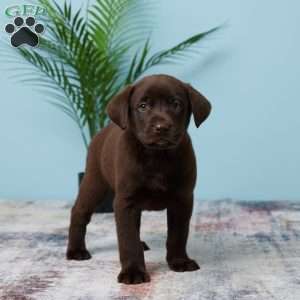 Tammie, Chocolate Labrador Retriever Puppy